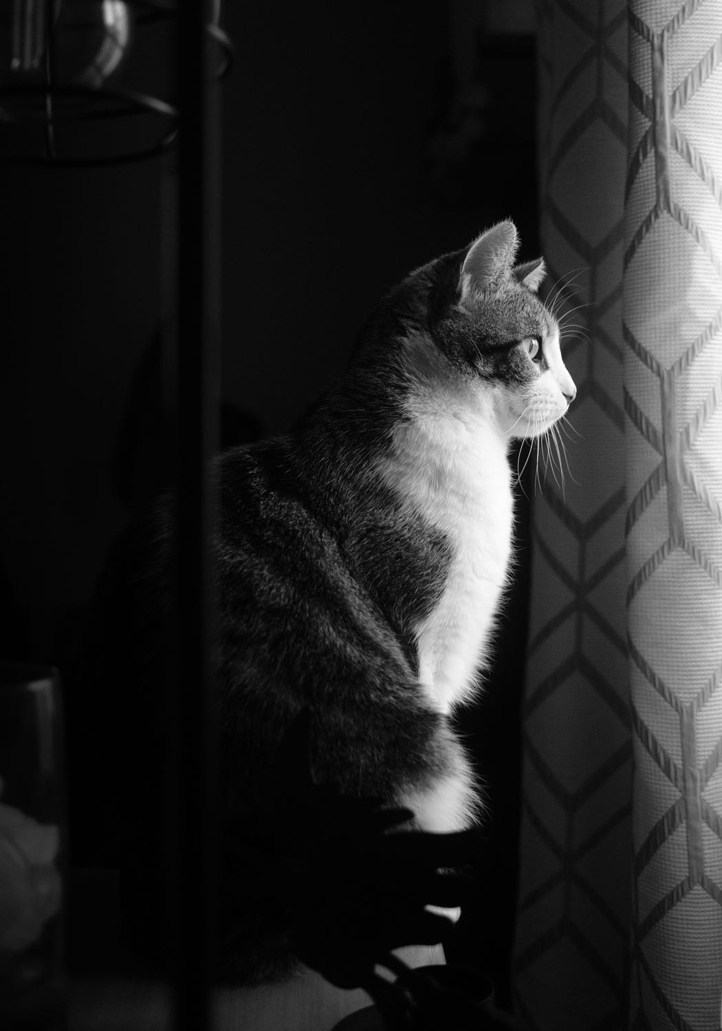 Ernie the cat looking out the window